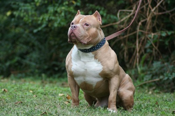 Chó Pitbull: Nguồn gốc, đặc điểm, phân loại và cách nuôi - 1