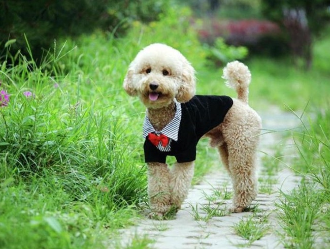 Chó Poodle - Đặc điểm, phân loại và cách nuôi - 5