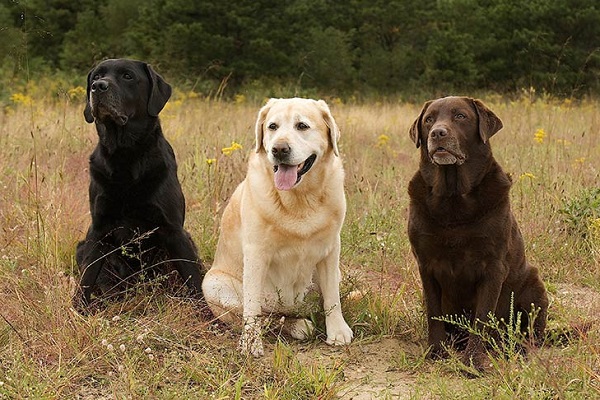 Chó Labrador: Nguồn gốc, đặc điểm, giá bán và cách nuôi - 3