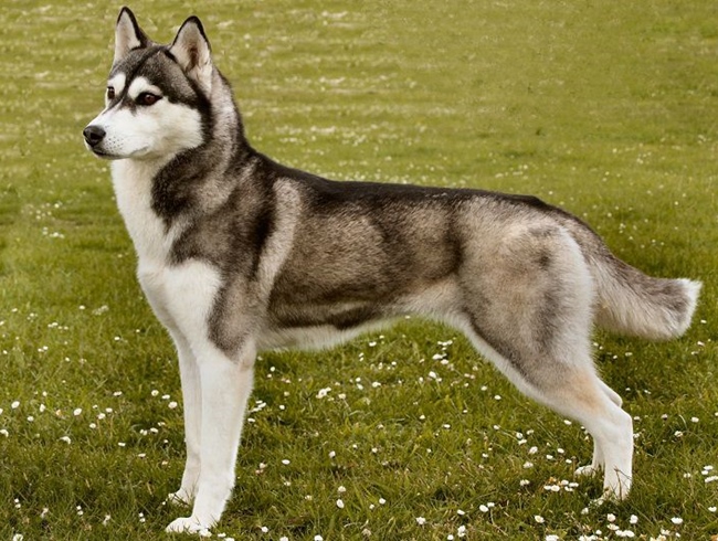 Giống Chó Husky Siberian  Đặc Điểm Nguồn Gốc Giống Husky Mặt Ngáo