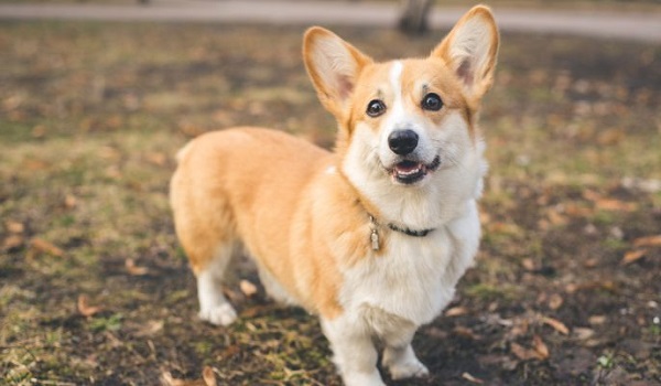 Chó Corgi: Nguồn gốc, đặc điểm, cách chăm sóc và những sự thật thú vị - 1