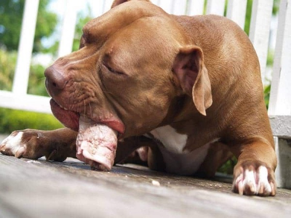 Chó Pitbull: Nguồn gốc, đặc điểm, phân loại và cách nuôi - 8