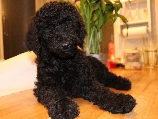 Chó Poodle - Đặc điểm, phân loại và cách nuôi - 13