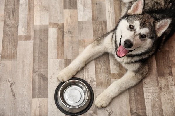 Chó Alaska: Nhận biết, phân loại, đặc điểm và cách nuôi - 9