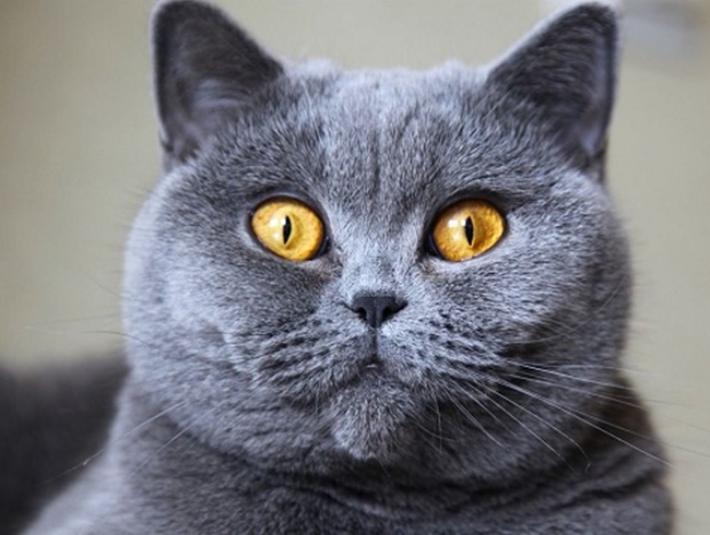 Mèo Anh lông ngắn - Đặc điểm ngoại hình, màu sắc, cách nuôi và giá bán - 1