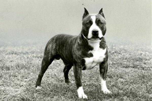 Hình ảnh Chó Pitbull Đẹp Mạnh Mẽ Ấn Tượng Nhất