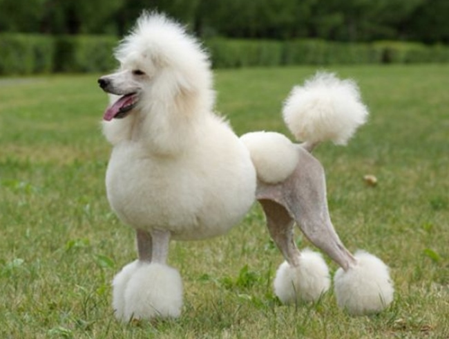 Chó Poodle - Đặc điểm, phân loại và cách nuôi - 4