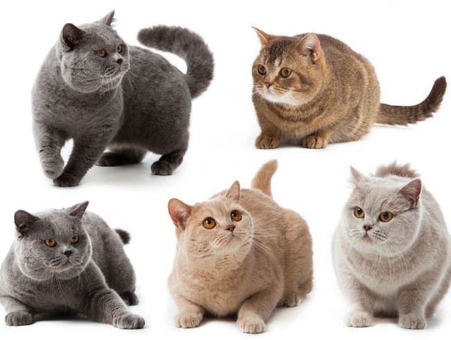 Mèo Anh lông ngắn - Đặc điểm ngoại hình, màu sắc, cách nuôi và giá bán - 5