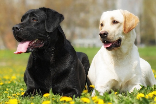 Chó Labrador: Nguồn gốc, đặc điểm, giá bán và cách nuôi - 4