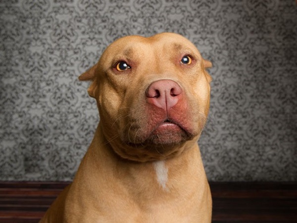 Chó Pitbull: Nguồn gốc, đặc điểm, phân loại và cách nuôi - 4
