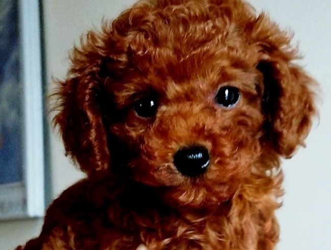 Chó Poodle - Đặc điểm, phân loại và cách nuôi - 12