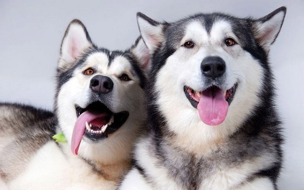 Chó Alaska: Nhận biết, phân loại, đặc điểm và cách nuôi - 6