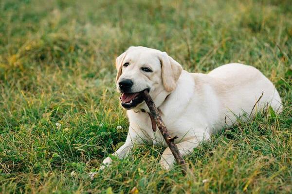 Chó Labrador: Nguồn gốc, đặc điểm, giá bán và cách nuôi - 1
