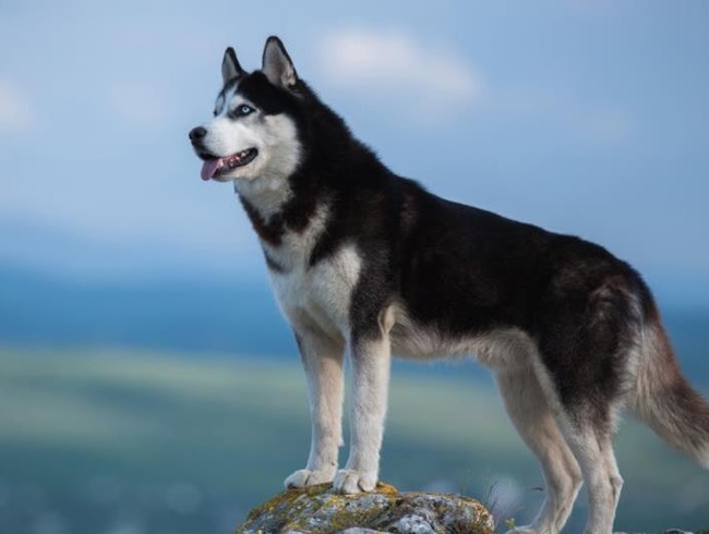 Chó Husky là một giống chó đẹp và thông minh. Nếu bạn yêu thích chúng thì hãy xem các hình ảnh về chó Husky để ngắm nhìn vẻ đẹp quý phái của chúng.
