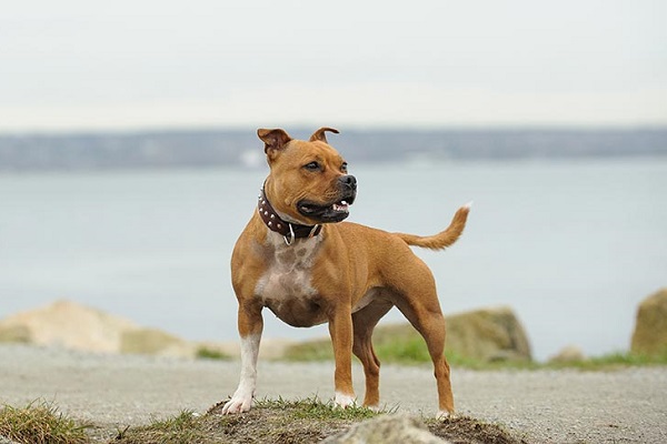 Chó Pitbull: Nguồn gốc, đặc điểm, phân loại và cách nuôi - 6