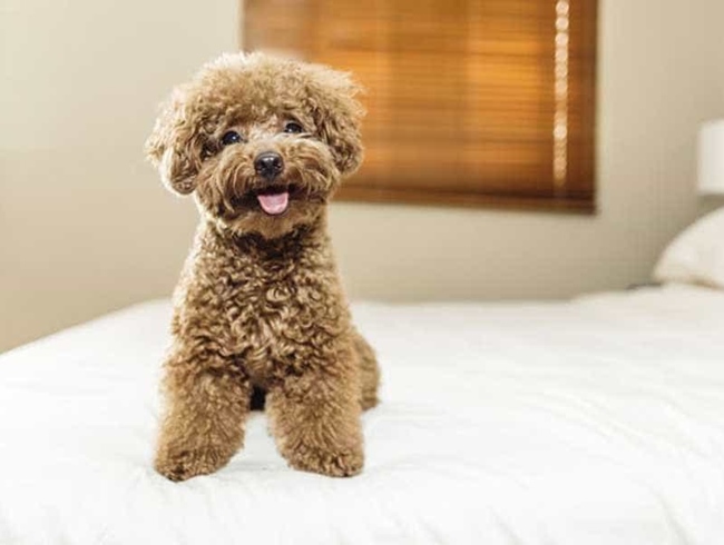 Chó Poodle - Đặc điểm, phân loại và cách nuôi - 8