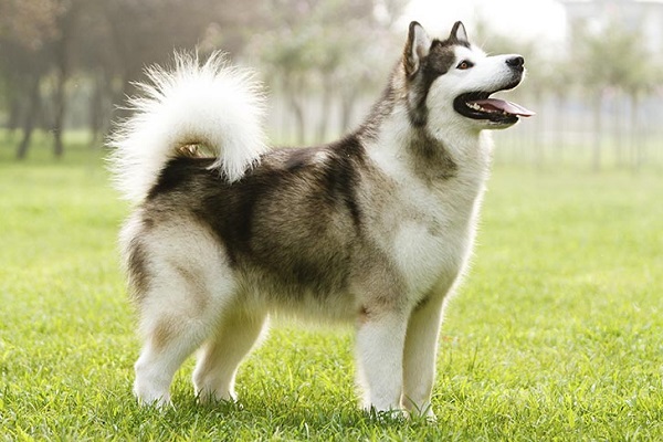 Chó Alaska: Nhận biết, phân loại, đặc điểm và cách nuôi - 1