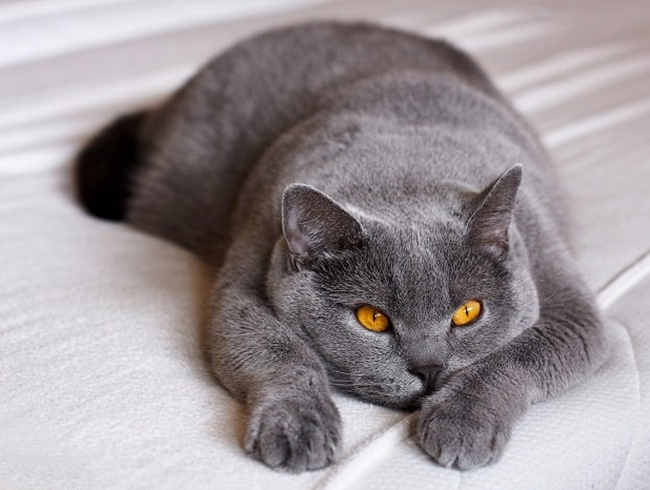 Mèo Anh lông ngắn - Đặc điểm ngoại hình, màu sắc, cách nuôi và giá bán - 7