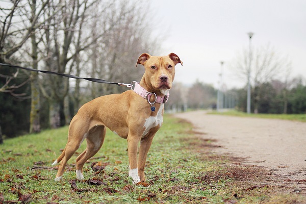 Chó Pitbull: Nguồn gốc, đặc điểm, phân loại và cách nuôi - 3