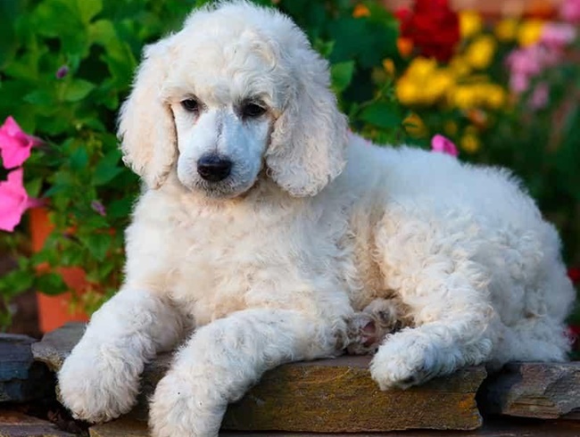 Chó Poodle - Đặc điểm, phân loại và cách nuôi - 15