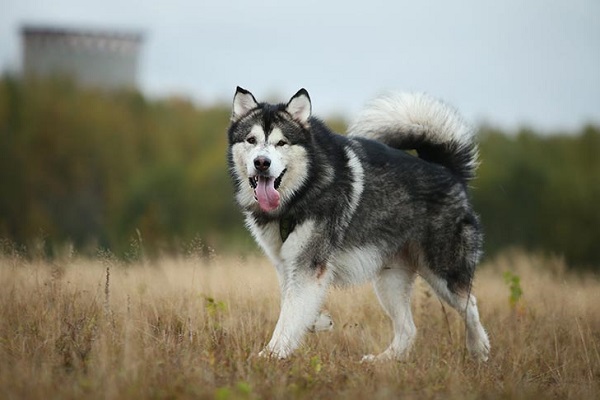 Chó Alaska: Nhận biết, phân loại, đặc điểm và cách nuôi - 5