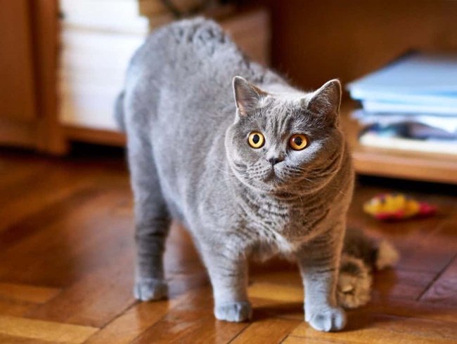 Mèo Anh lông ngắn - Đặc điểm ngoại hình, màu sắc, cách nuôi và giá bán - 4