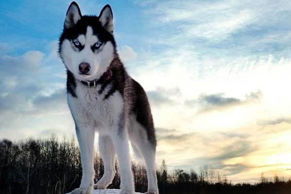 Chó Alaska: Nhận biết, phân loại, đặc điểm và cách nuôi - 4