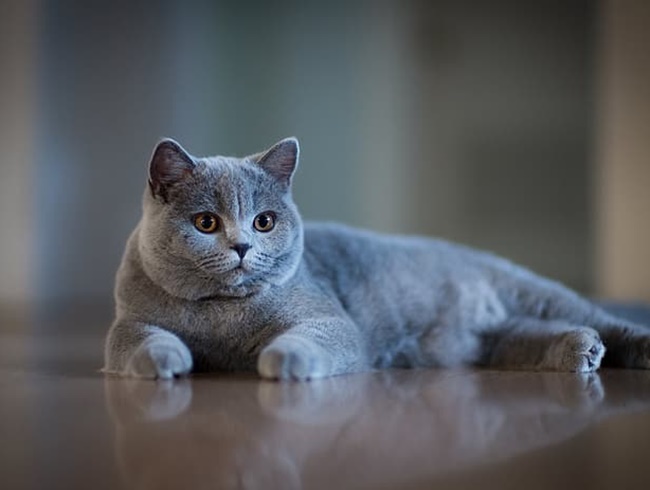 Mèo Anh lông ngắn - Đặc điểm ngoại hình, màu sắc, cách nuôi và giá bán - 3