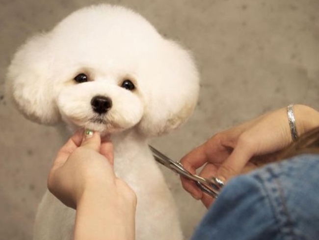 Chó Poodle - Đặc điểm, phân loại và cách nuôi - 11