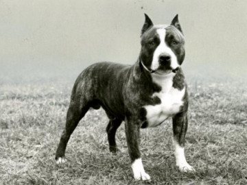 Chó Pitbull: Nguồn gốc, đặc điểm, phân loại và cách nuôi - Vimarsana News