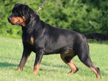 Chó Rottweiler: Nguồn gốc, đặc điểm và cách nuôi