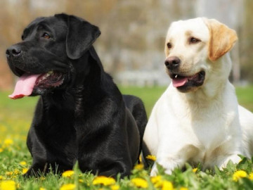 Chó Labrador: Nguồn gốc, đặc điểm, giá bán và cách nuôi