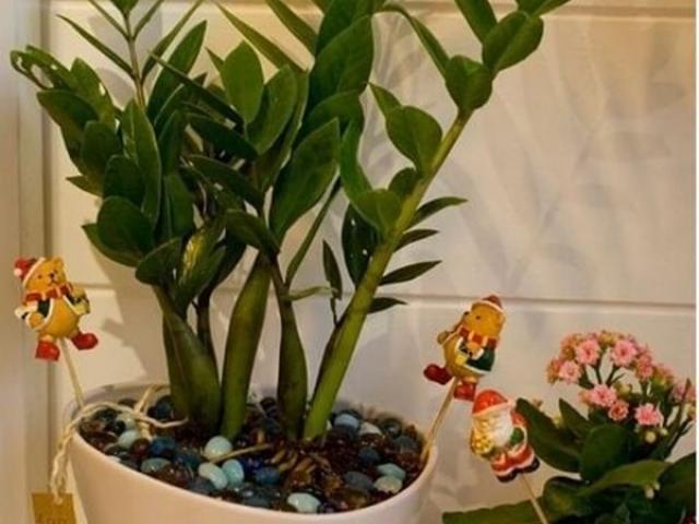 Có 3 loại cây trường thọ bạn không nên bỏ qua, rước vào nhà sẽ gặp nhiều may mắn