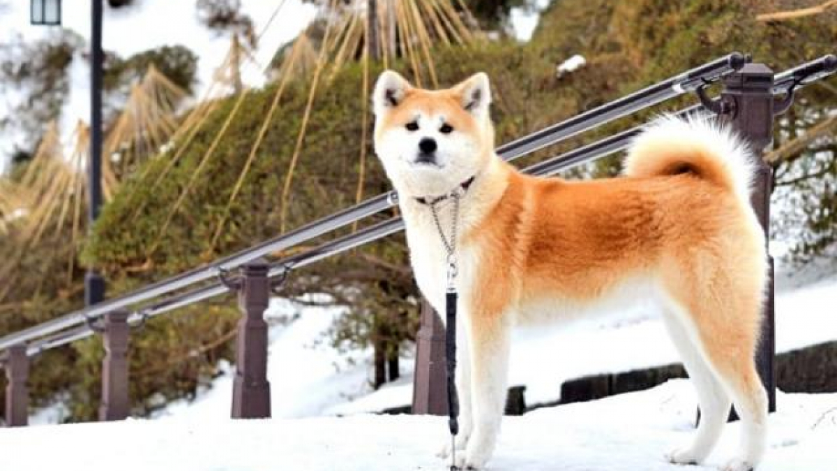 Sự thật về giống chó Akita: Khám phá những sự thật thú vị về giống chó Akita và cách nuôi dưỡng tốt nhất để chúng trở thành những người bạn đồng hành trung thành và thông minh của bạn. Xem ngay để biết thêm chi tiết!