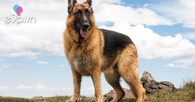 Chó Becgie - Dòng chó thông minh, nhanh nhẹn và trung thành