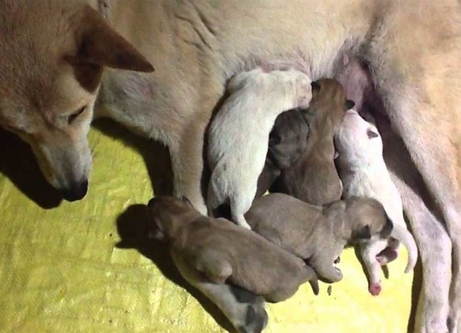 Chó cỏ - Đặc điểm và những giống chó phổ biến hiện nay - 7