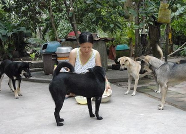 Chó cỏ - Đặc điểm và những giống chó phổ biến hiện nay - 6