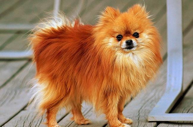 Chó cảnh - Những giống chó được ưa chuộng và cách nuôi - 6