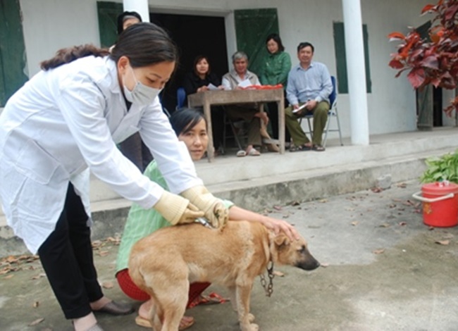 Chó cỏ - Đặc điểm và những giống chó phổ biến hiện nay - 11