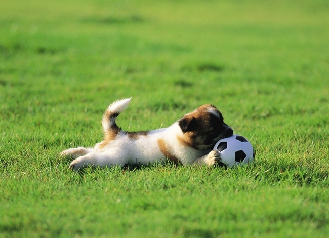 Chó cỏ - Đặc điểm và những giống chó phổ biến hiện nay - 12