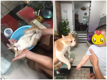 Chú mèo Việt đóng thế từng nổi tiếng thế giới giờ đã khác, diện mạo lúc lớn gây bất ngờ - Vimarsana News