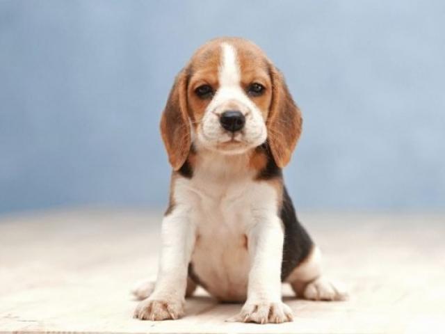 Một bức ảnh tuyệt đẹp về chú chó săn thỏ Beagle, với thân hình nhỏ nhắn nhưng lại đầy sức sống và sự khôi ngô. Chúng ta hãy cùng khám phá những bí mật và thông tin hữu ích về nó nhé!