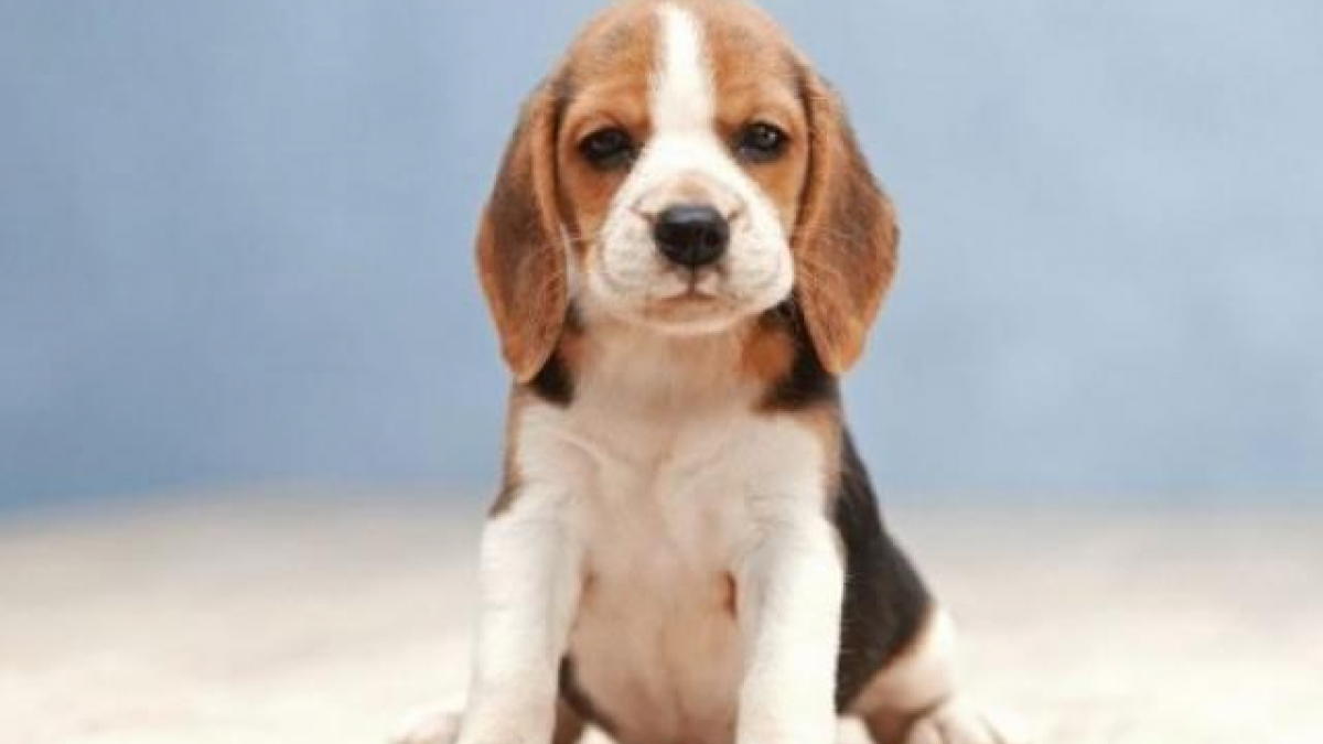 Chú chó săn thỏ Beagle đáng yêu này sẽ khiến trái tim bạn tan chảy vì sự tin tưởng và chung thuỷ. Cùng xem chúng hoạt động và tìm hiểu thêm về sự thông minh của các chú chó này.