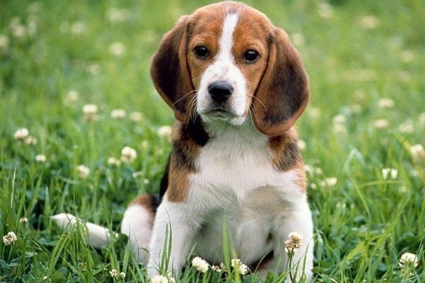 Thỏ Beagle có thân hình nhỏ gọn và đáng yêu, nhưng lại sở hữu tài năng săn mồi vô cùng tuyệt vời. Hãy ngắm nhìn những chú chó săn thỏ Beagle tài ba qua những bức ảnh đẹp và sống động.