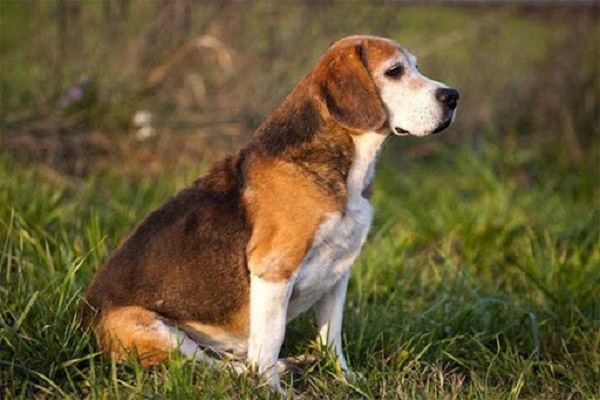 25 Giống chó săn phổ biến được ưa chuộng ở Việt Nam và thế giới - 1