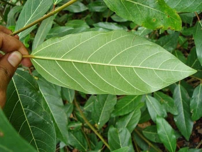 Lá sung có tác dụng gì? Uống nước lá sung có tốt không? - 1