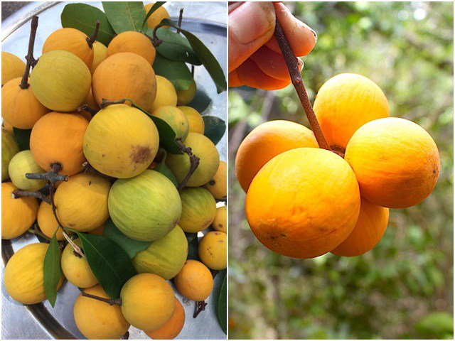 Quả rừng lạ lẫm xưa ít người biết, nay là đặc sản hiếm 210.000 đồng/kg ...