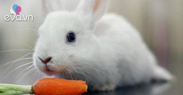 Cách nuôi thỏ đúng kỹ thuật giúp thỏ khoẻ phát triển tốt