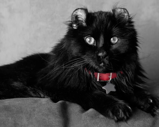 Mèo Mun - Đặc điểm, phân loại và ý nghĩa trong các nền văn hoá - 9