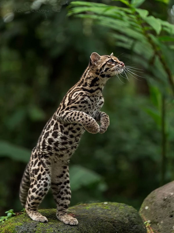 Mèo rừng là một trong những sinh vật hoang dã đáng yêu và đầy thú vị nhất trên thế giới. Hãy xem bức ảnh này để khám phá 20 loài mèo rừng hoang dã đa dạng và đẹp mắt.